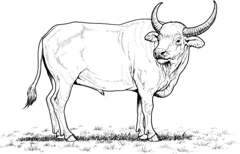 Wild Water Buffalo Coloring Page